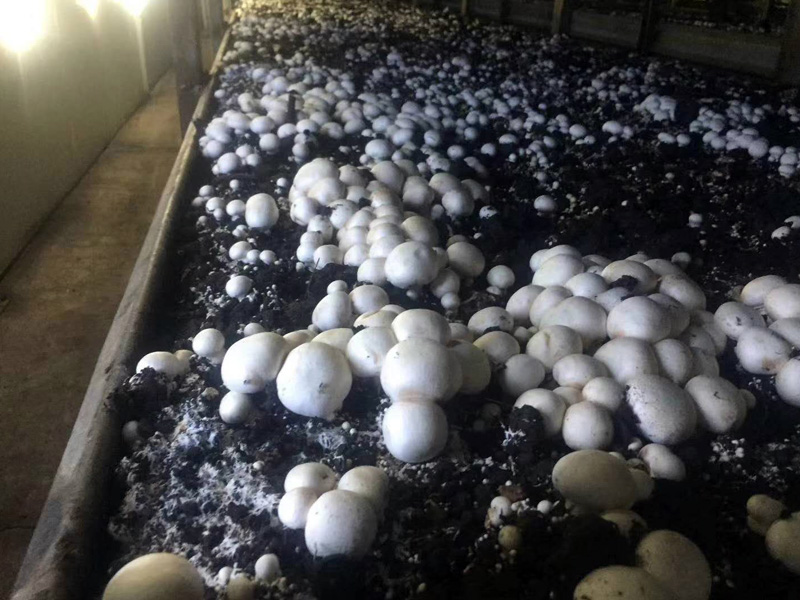 年产5万吨恒温恒湿蘑菇房项目图片1